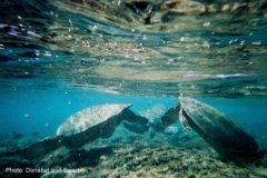 Ke'e Beach sea turtle