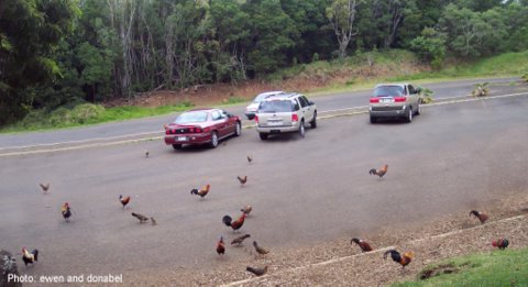 Kauai wild chickens